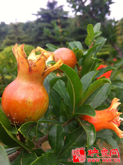 中國(guó)?鄭州首屆河陰石榴花文化旅游節(jié)開幕 中國(guó)?鄭州首屆河陰石榴花文化旅游節(jié)開幕