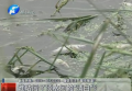誰(shuí)玷污了須水河的“清白”？