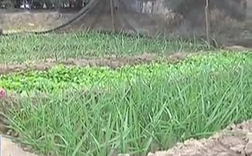 生態(tài)廊道變菜園 誰干的？