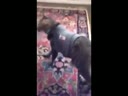 醉酒的貓咪回到家后各種搞笑！