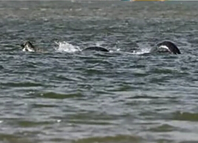 尼斯湖水怪又現(xiàn)？ 清晰照引熱議