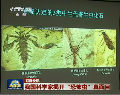 我科學(xué)家揭開(kāi)恐怖蟲真面目 實(shí)為兩棲蚊子