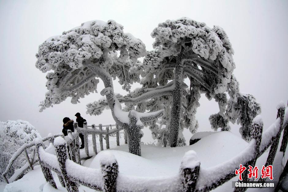 12月18日，雪后的安徽黃山風(fēng)景區(qū)出現(xiàn)了大面積雪凇美景，銀裝素裹，玉樹瓊枝，游人置身其間，如醉如癡。